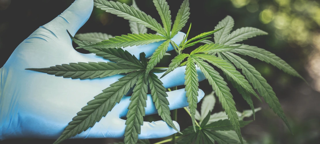 Holding Cannabis plant