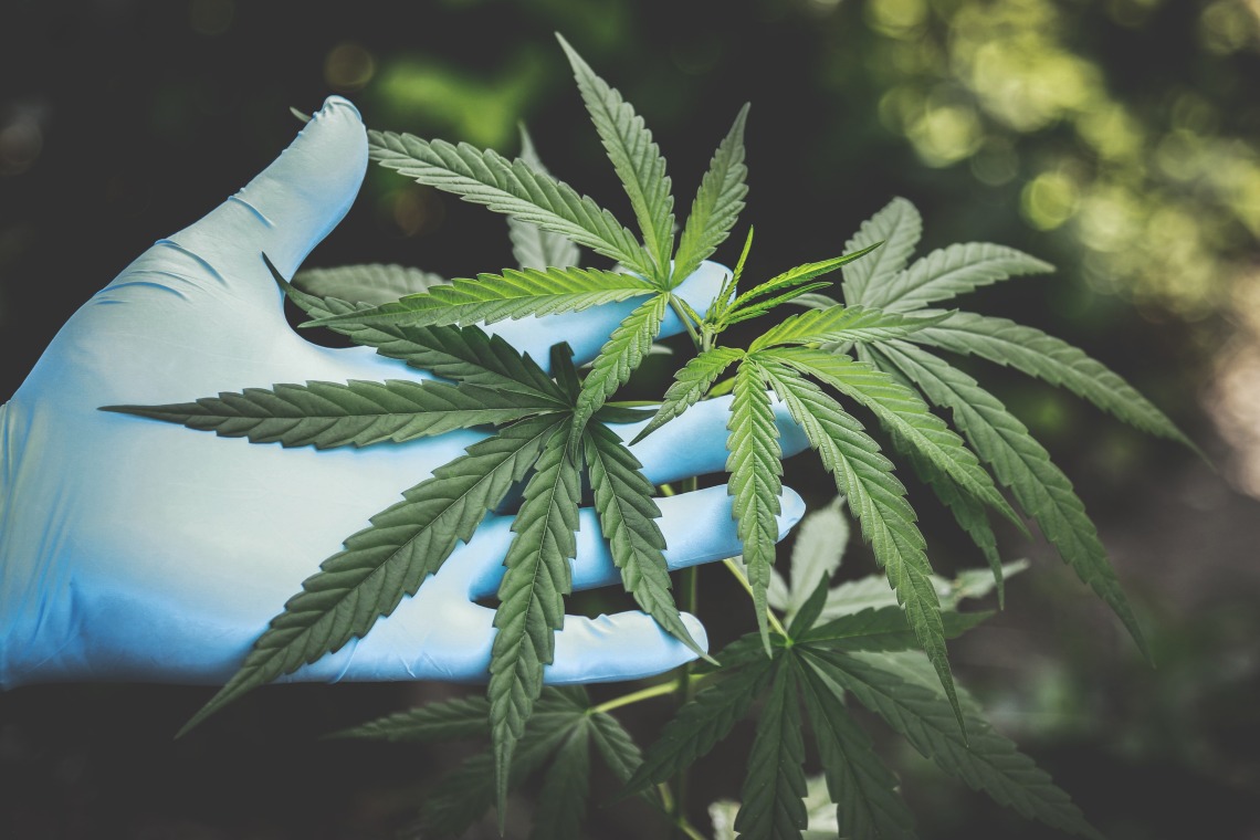 Holding Cannabis plant